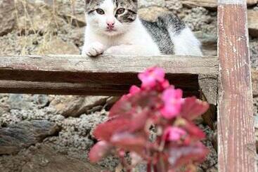 هاستل Guest House Bozvill