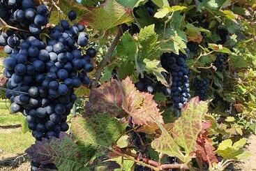 ホテル Dolgesheim