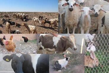 هتل Family Village Marrakech