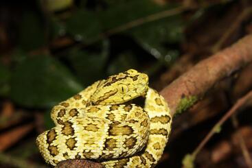 هاستل Hostal Herping Bahia Solano Tour