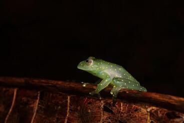 هاستل Hostal Herping Bahia Solano Tour