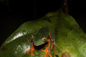 هاستل Hostal Herping Bahia Solano Tour