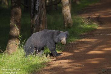 فندق Willpattu Wild Watch