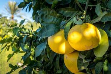 تختخواب و صبحانه Finca De La Pansa