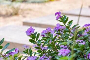 پانسیون Le Jardin Des Délices
