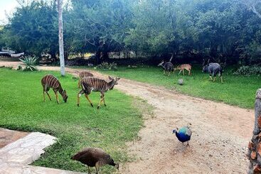 هتل Blyde River Wilderness Lodge