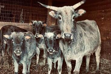 هتل Authentic Barn Bnb