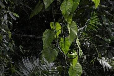 Jade Jungle Resort