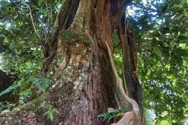 هتل Eco Lodge Village Temanoha