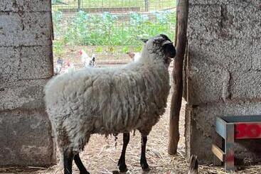 هتل Azienda Agricola Zootecnica Soriente Di Guglielmo Areh Soriente & C.s.a.s