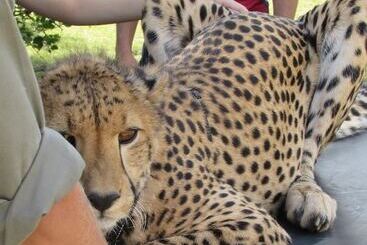 コテージ Amanzimlotzi Riverside Bush Camp