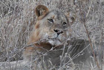 هتل Tamanini Timbavati Lodge