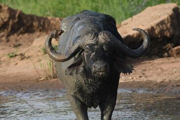 هتل Tamanini Timbavati Lodge