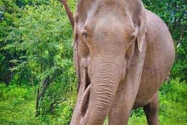 هتل The Beauty Of Udawalawa