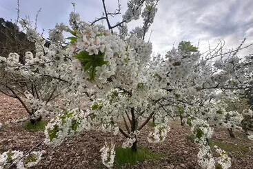 هتل Agriturismo Serra Moneta