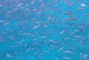 پانسیون Or Mandira Guest House