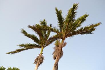 آپارتمانهای توریستها Palm Trees Apartments