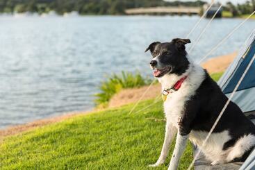 هتل Waitangi Holiday Park