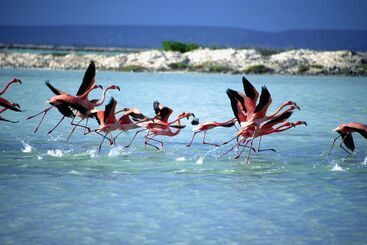Corallium Hotel & Villas Bonaire
