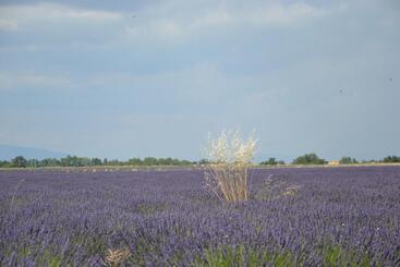 تختخواب و صبحانه Les Terrasses De Valensole