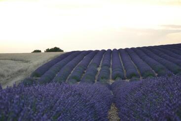 تختخواب و صبحانه Les Terrasses De Valensole