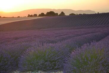 تختخواب و صبحانه Les Terrasses De Valensole