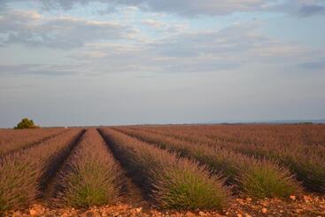تختخواب و صبحانه Les Terrasses De Valensole