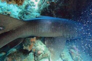 هتل Taganga Dive Inn