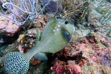 هتل Taganga Dive Inn