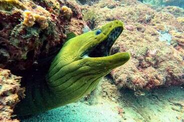 هتل Taganga Dive Inn