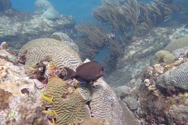 هتل Taganga Dive Inn