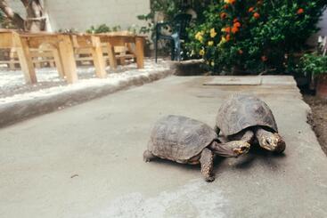 La Tortuga Hostel