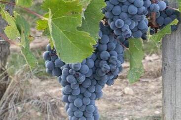 住宿加早餐  Les Raisins Du Bonheur