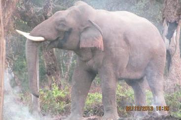 Chitwan Tiger Camp