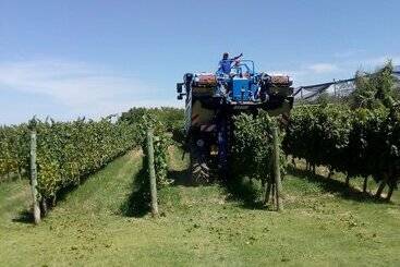 هتل Posada Cavieres Wine Farm