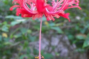 هتل Le Jardin Maore