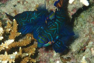 پانسیون Ocean Front Miyakojima