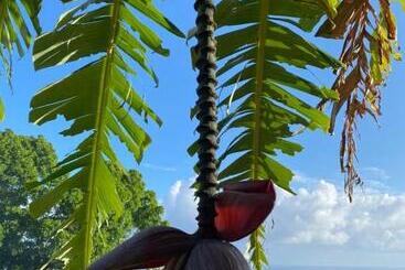 تختخواب و صبحانه Villa Cajou Chambres D Hôtes Chez L Habitant Et Zanzibar Cottage