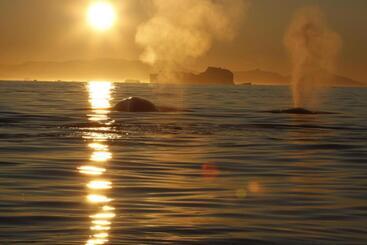 هتل Icefiord