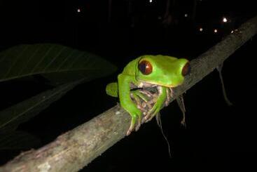 酒店 Jungle Lodge El Jardin Aleman