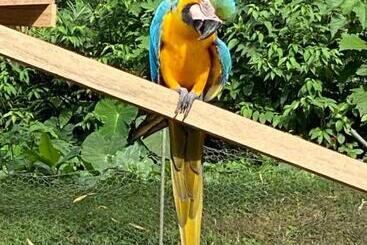 酒店 Jungle Lodge El Jardin Aleman