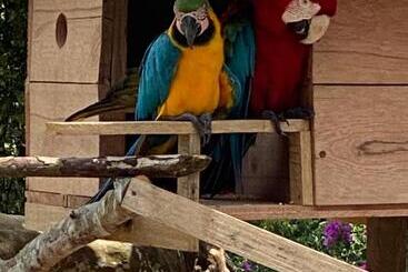酒店 Jungle Lodge El Jardin Aleman