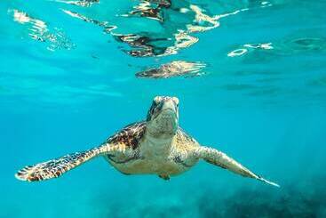 Howzit Hostels Hawaii