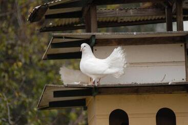 تختخواب و صبحانه The Dove Cote
