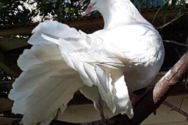 تختخواب و صبحانه The Dove Cote