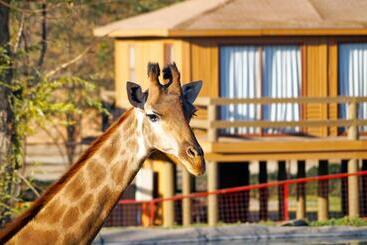 استراحتگاه Safari Lodge