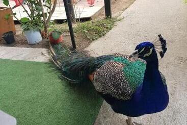 هتل Pradera Real