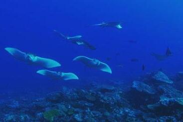 پانسیون Morus Bliss   Divers  Preferred