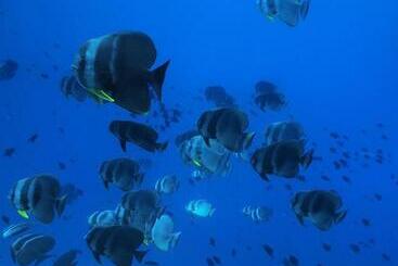 پانسیون Morus Bliss   Divers  Preferred
