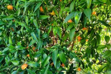 B&b Vignola